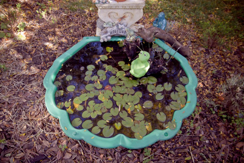 nz auckland frog welcome IMG 7778 800x533 Сколько человек читают этот блог и немного статистики 