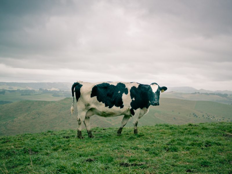 Новозеландская корова