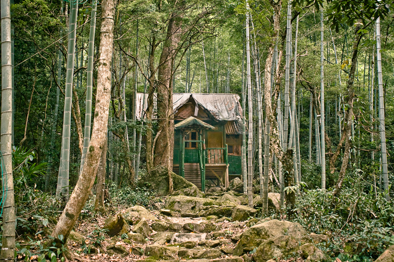 Бамбуковый лес близ Нанчанга