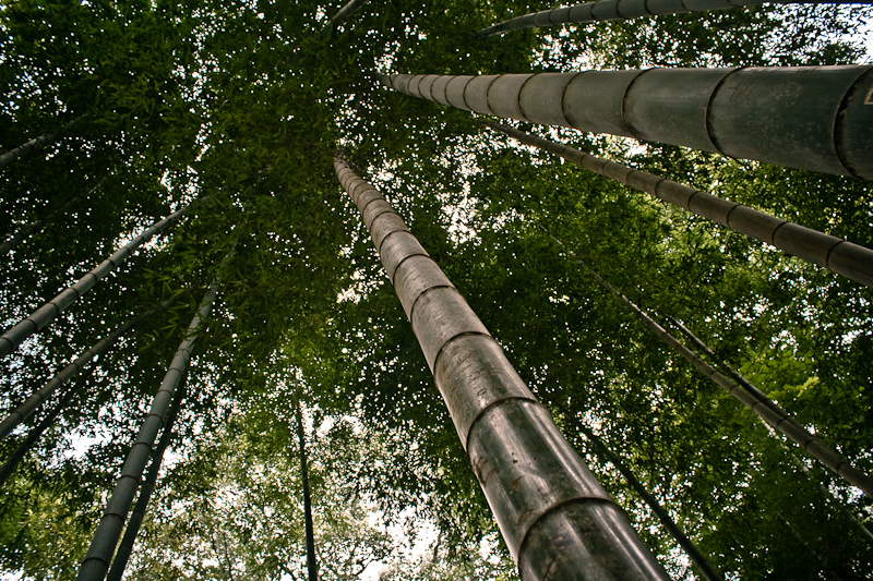 Бамбуковый лес близ Нанчанга