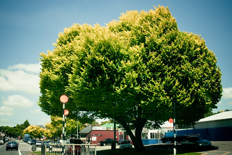 Жёлто-зелёное дерево