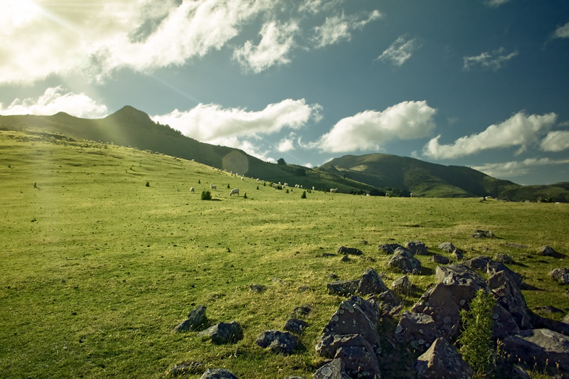 Овцы на склоне холма близ Крайстчёрча